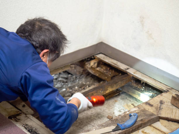 Indian Lake, TX Mold Remediation Company