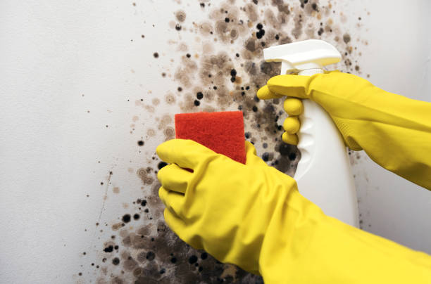 Best Industrial Mold Remediation in Indian Lake, TX
